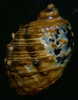 N°2525 //  PLICOPURPURA  PATULA " VARIETE "  " MARTINIQUE " //  F+/ F++ : GROSSE : 57,6mm //  PEU COURANTE . - Seashells & Snail-shells