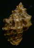 N°2532 //  STRAMONITA  HAEMASTOMA  BISERIALIS   " PANAMA " //  GEM :  51,7mm //  PEU COURANT . - Conchiglie