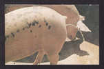 ANIMALS - THE PIG  PISS - Cerdos