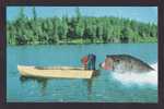 ANIMALS - BIG FISH WILL EAT THE FISHERMAN  !!! - Fische Und Schaltiere