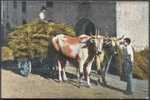 Bullock Cart - Taureaux