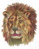 DECOUPI ANCIEN TETE DE LION - 5,5 Cm - Tiere