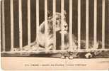 PARIS . JARDIN DES PLANTES . LIONNE D´ AFRIQUE - Lions