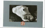 LE 20e SIECLE - 20 Th CENTURY- TENDRESSES ANIMALES - OURSE ET SON OURSON - HULTON GETTY - FOTOGRAM -  CPM - Bears