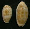 N°2605 //  CYPRAEA  TERES TERES " MELANISTIQUE & TRES ROSTREE "  " Nelle-CALEDONIE " //  FINE :  33,7mm // RARISSIME . - Coquillages