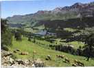 Lenzerheide-Valbella, Gesamtsicht /weidende Kühe - Lantsch/Lenz