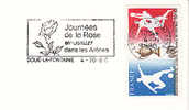 1980 France 49 Maine Loire Doue La Fontaine Arenes Journees De La Rose Roses Rosa Flowers Fiori Fleurs - Rose