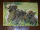 Animals,Baby Lions,Youngs,Kitten,postcard - Leeuwen