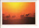 CPM Kenya Masaï Mara Zebras At Sunset - Kenia