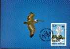 Romania Official Maximum  Card  FDC Birds Pelicans 1984. - Pelicans