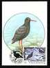 Romania 1993 Maximum Card Bird HAEMATOPUS BACHMANI. - Cisnes