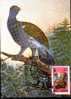 Romania 1988 MAXIMUM CARD Bird  TETRAO UROGALLUS ,very Nice. - Gallinacées & Faisans