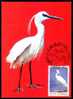 Romania 1983 Maximum Card With Birds Protect Egreta. - Swans