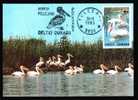Romania  Carte Maximum With Birds Pelicans 1985. - Pelikane