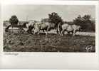 CPM AGRICULTURE CULTURE ET ATTELAGE - Labourage : Attelage De 4 Vaches Et Brabant - Cultivation