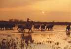 Camargue Taureaux Manade Au Couchant - Tauri