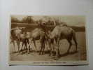 Aden. - She-Camel And Young. Sheikh Othman. - Yemen