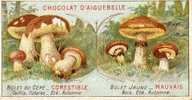 LES CHAMPIGNONS - Aiguebelle