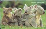 # KOREA MC00D00606 Koala 2000 Autelca 00.00 -animal- Tres Bon Etat - Corea Del Sud