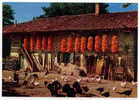 FERME BRESSANE Saône Et Loire, Ain, Fermière, Cour, Poules, Dindons, Chien à La Chaîne, Maïs, Outils Agricoles - Bauernhöfe