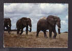 ANIMALS - AFRICAN WILDLIFE - ELEPHANTS - BY ELITE GROUP - Olifanten