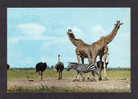 ANIMALS - AFRICAN WILDLIFE - EAST AFRICA - GIRAFFES - OSTRICH AND ZEBRA - BY ELITE GROUP - Giraffen