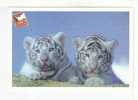 TIGRES BLANCS  Bébés  -  Site Zoologique  -  CERZA  -   HERMIVAL LES VAUX Calvados - Tijgers