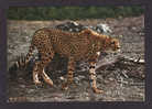 ANIMALS - AFRICAN WILDLIFE - EAST AFRICA - CHEETAH  - BY ELITE GROUP - Lions