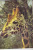 Giraffe - Kenya