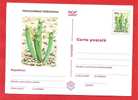 ROMANIA 1997 Postcard Stationery Postcard. Cactus Flower - Cactus