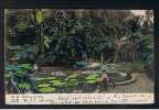 1907 Postcard Castleton Gardens Kingston Jamaica West Indies - Ref 512 - Jamaïque