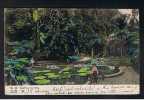 1907 Postcard Castleton Gardens Kingston Jamaica West Indies - Ref 512 - Giamaica