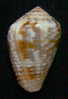 N°2642 //  CONUS  CATUS " VARIETE "  " Nelle-CALEDONIE " // F+++ : GROS : 34,7mm //  ASSEZ RARE . - Conchas Y Caracoles