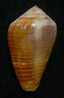 N°2643 //  CONUS  CATUS " TOP VARIETE "  " Nelle-CALEDONIE " // F+++ : GROS : 36,4mm //  RARE . - Schelpen