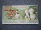 CHROMO-AIGUEBELLE-LES CHAMPIGNONS-PEZIZE VEINEE ET LYCOPERDON - - Aiguebelle