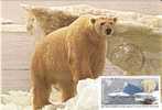Maxim Card,Preserve The Polar Regions And Glaciers,Polar Bear,First Day Cancelled,Antarctica, - Ours