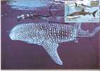 Pvt Maxi Card,Butanding (Rhincodon Typus),Whale Shark,Fish,First Day Cancelled - Ballenas