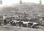 SAINT ST GIRONS Ariège 09 : Vue Générale 1954 En Premier Plan Troupeau De Moutons Et Berger Sheep Schaf - Saint Girons