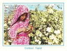 Afganistan EP Entier Textile Culture Champs Coton Cotton Field Algodoeiro - Textiles