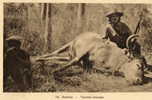 INDOCHINE Chasse Au Taureau Sauvage Chasseur Gros Plan - Jacht