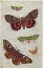 BUTTERFLIES PUSH-OUT - TUCKS SERIES 3390 - Papillons