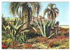 ANTIBES, Alpes-Maritimes: Un Coin Des Remparts;cactus, Aloes; 1965, TB - Antibes - Les Remparts