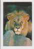 Milwaukee Zoological Park, African Lion, As Scan - Lions