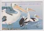 Australia, Pelican 1994, Greeting Card, - Pellicani