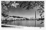 4464   USA   Washington Cherry Blossoms Along Tidal Basin  VG 1951 - Washington DC