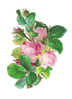 JOLI BRANCHE DE ROSE - CHROMO DECOUPI GAUFFRE - SUPERBE - Fleurs