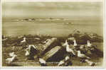 Rppc LANDS END CORNWALL, ENGLAND U.K. - LONGSHIPS LIGHTHOUSE - SEAGULLS & BOULDERS - Land's End