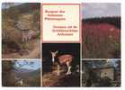 Bonjour Des Ardennes Pittoresques. 5 Vues:biches, ... Groeten Uit De Schilderachtige Ardennen. 5 Zichten: Hinde, ... - Andere & Zonder Classificatie
