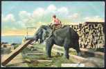 Masn Riding Working Elephant - Burma - Olifanten