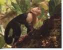 1 X World Aninmal Postcard - 1 Carte Postale D´animal Du Monde - White Face Capuchin - Singes